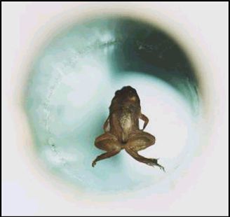 Ein Frosch schwebt im Magnetfeld.